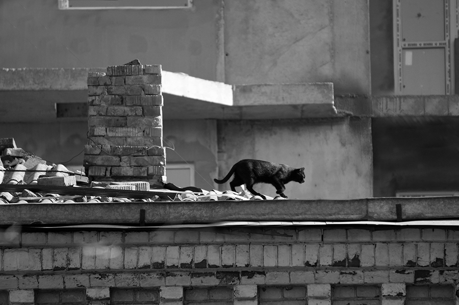 ���������� ����, ����...