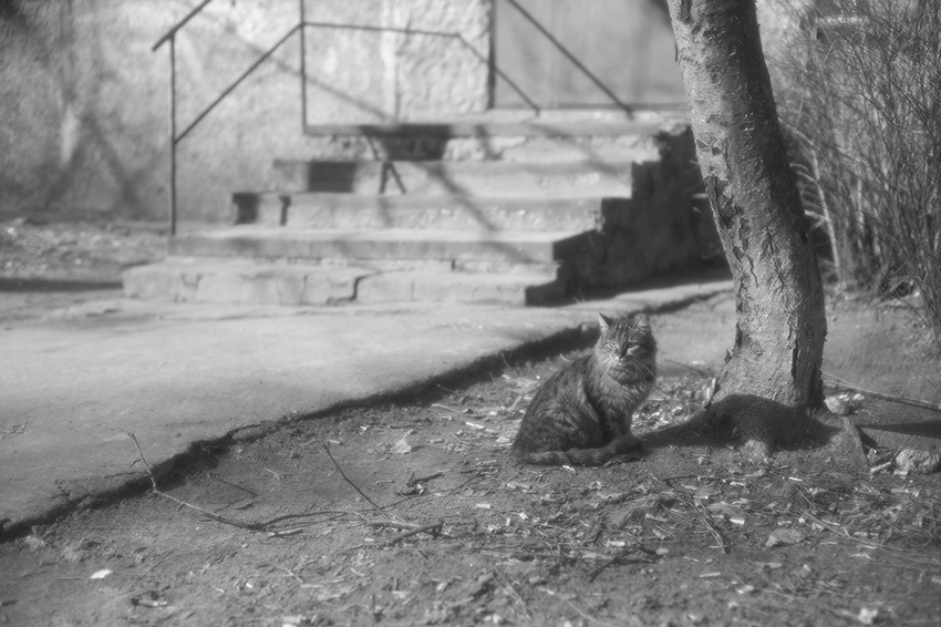 ���������� ***