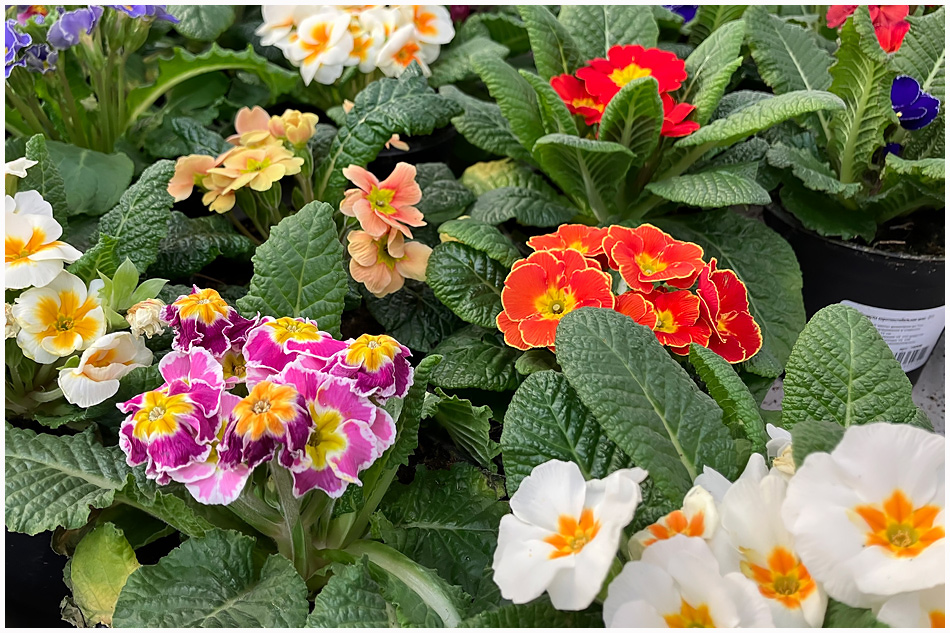 ���������� ����������