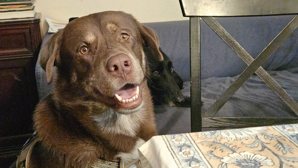 ���������� Bear