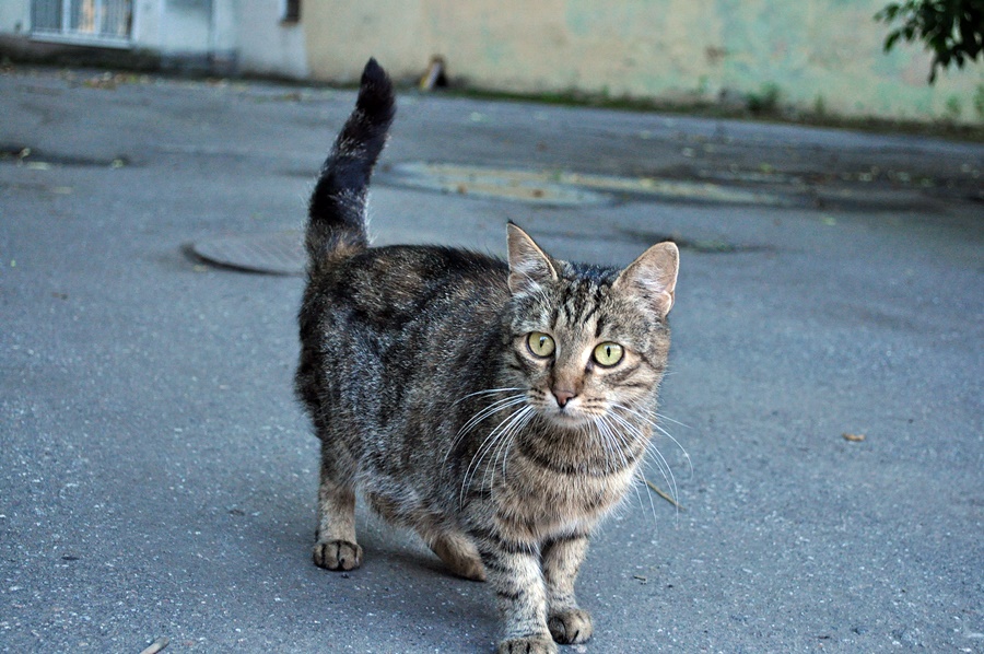 ���������� ***