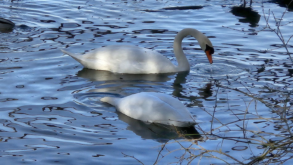 ���������� ****