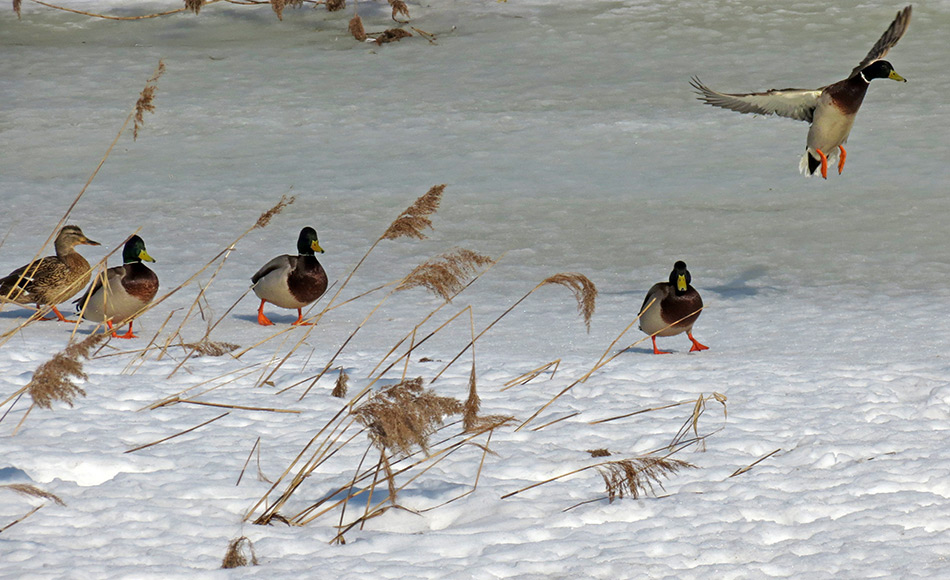 ���������� � ������� �������� ����