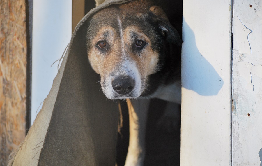 ���������� ����� 