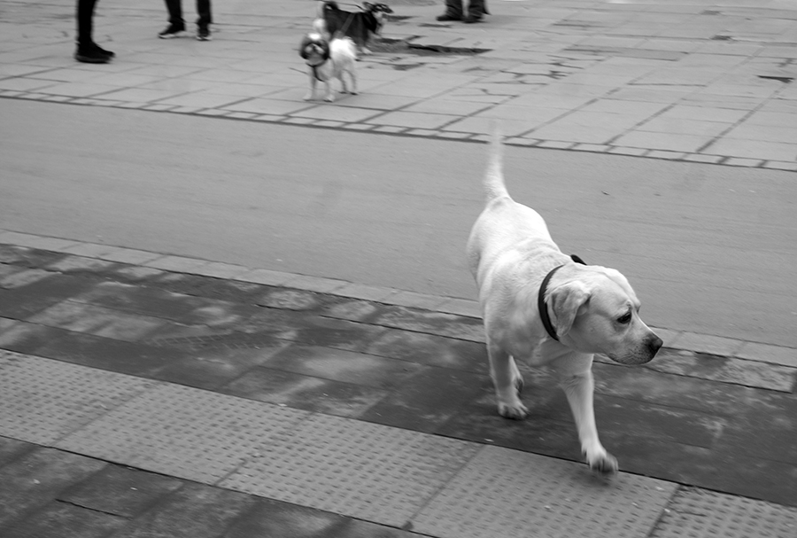 ���������� ������������ ��������