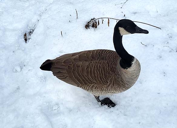 ���������� �������