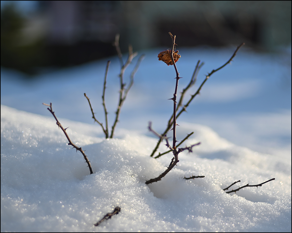 ���������� ������������ ������