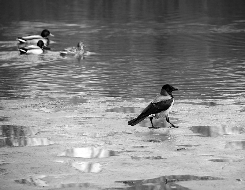 ���������� ������ ���� �� ����