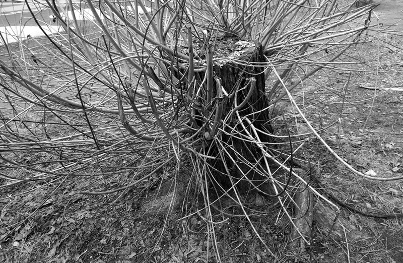 ���������� ***