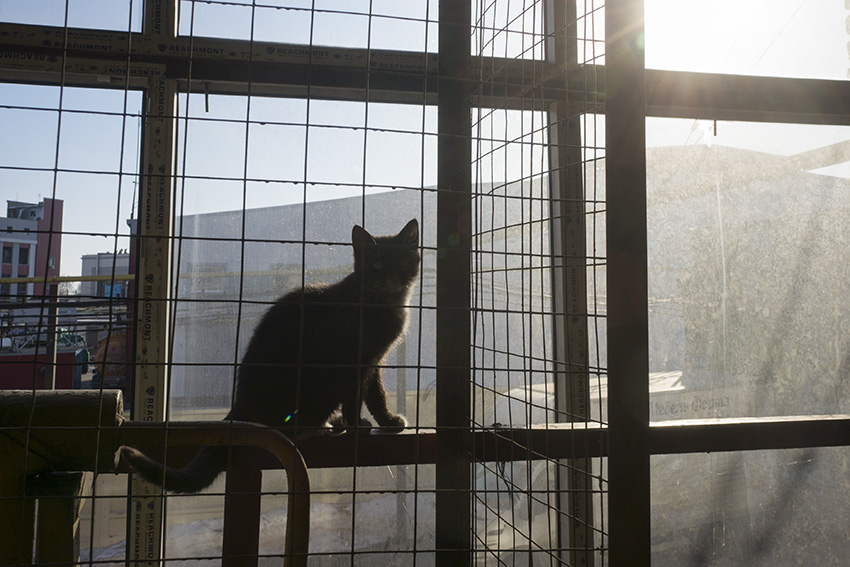 ���������� ��������