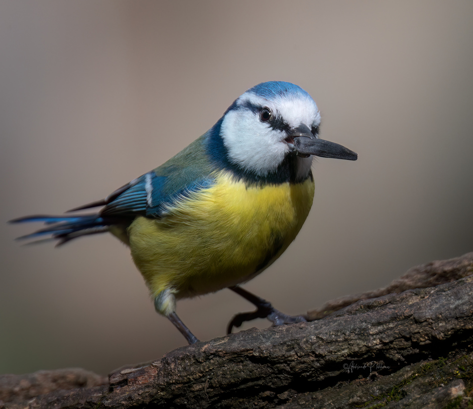 ���������� �������