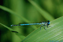 Damsel