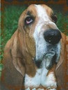 My doggy Sly
