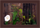 Calystegia sepium