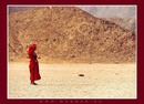 Desert Rose