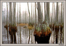 Florida Cypress Dome