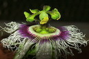 Passiflora incarnata...