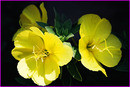 YELLOW-2
