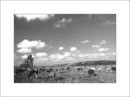 Cows & Clouds 2