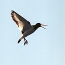 - (Haematopus ostralegus)