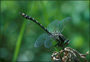 Nihonogomphus ruptus (Selys)