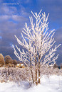 Baltic winter