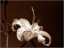 Untitled 2