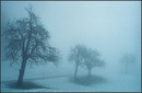 trees in thick fog