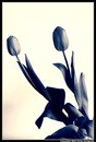 Tulips in B&W