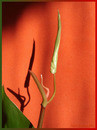 Philodendron