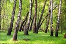 green | 