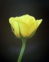 Rose2