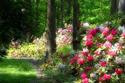 Spring Forest