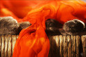 ::: warmth :::