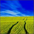 FIELD 