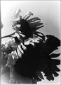 bw sunflowers