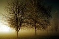 FOG