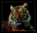 Portrait of a Tiger