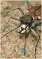  (Cicindela)