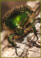  (Cetonia aurata)