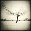 Vyborg. Tree