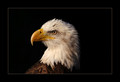 The Bald Eagle