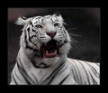 White Tiger