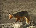 The Red Beauty of Tundra