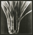 dracena