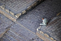Prince of Persia (50  )
