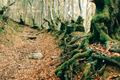 Green Roots (repost)