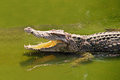 Crocodile