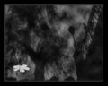  ,BW