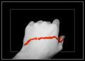 Shocking red